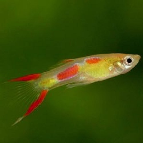 Poecilia wingei male - Guppy endler blond mann